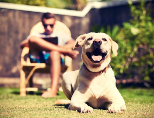 Pet Dental Care: How to Maintain a Sparkly Smile