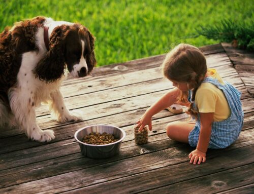 What food should I feed my pet?