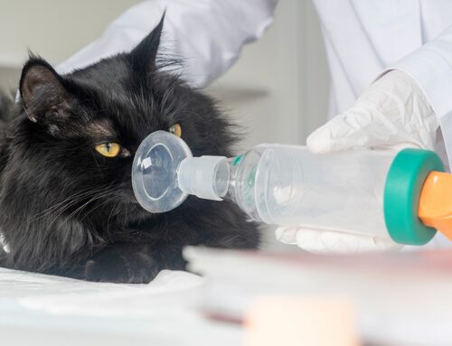 Understanding Feline Asthma: Causes, Symptoms, and Treatment