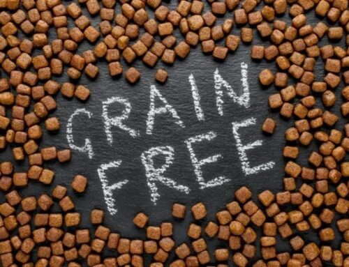 The Truth About Grain-Free Diets for Dogs: Benefits, Risks, and Considerations